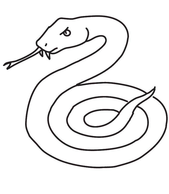   Змея