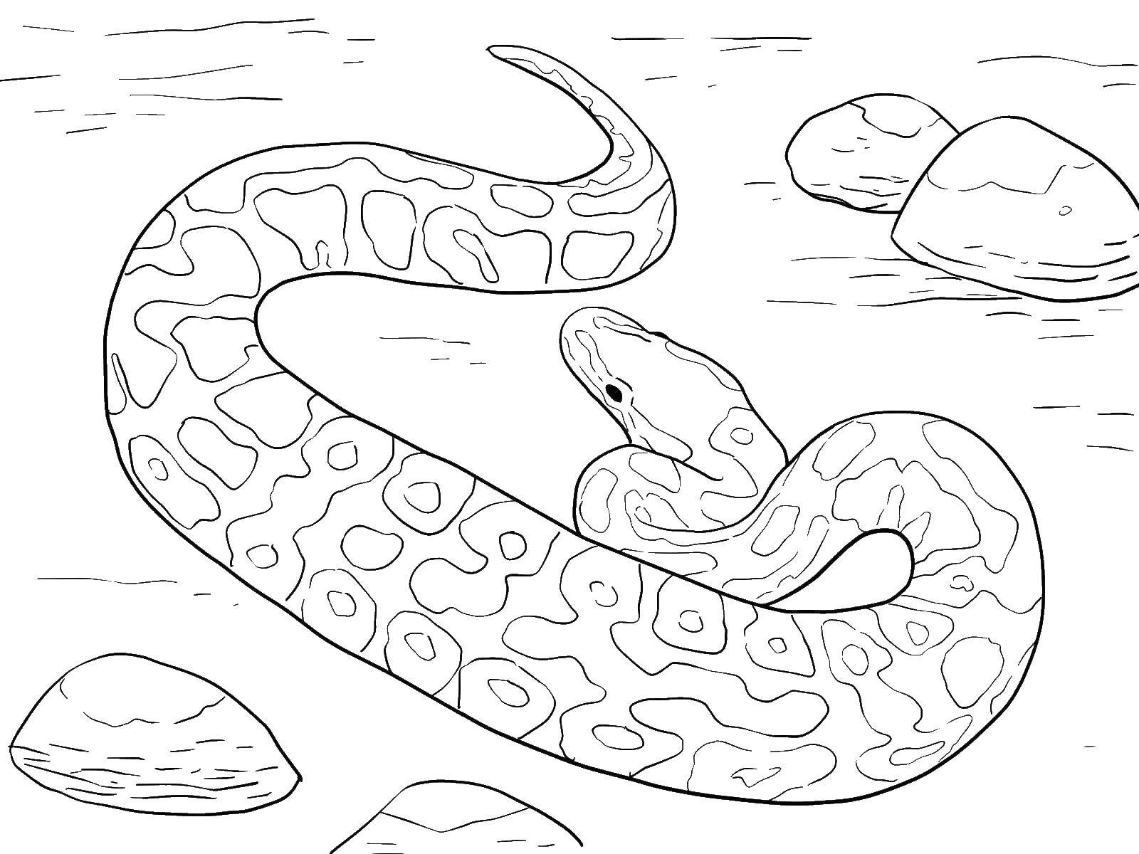 Раскраски змея  Змея