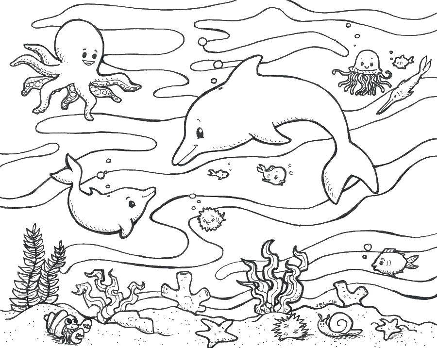   Дельфины под водой