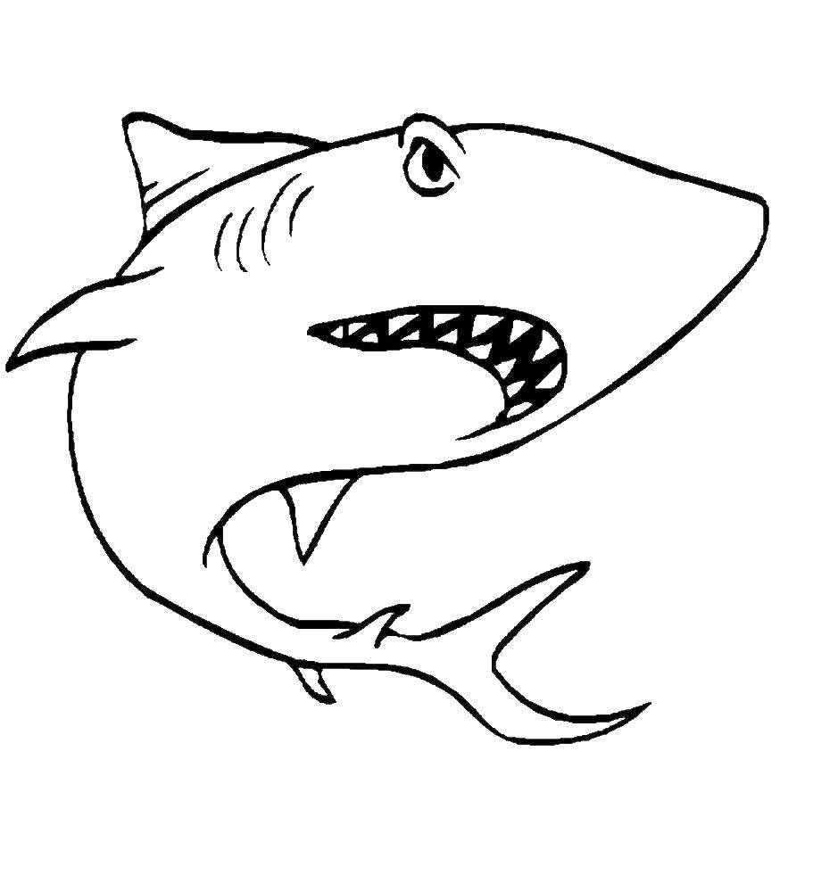  Злая акула