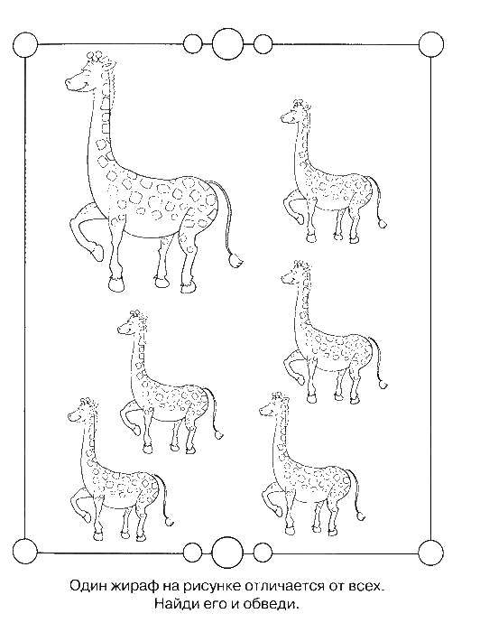 Раскраски жираф  Найди лишнего жирафа