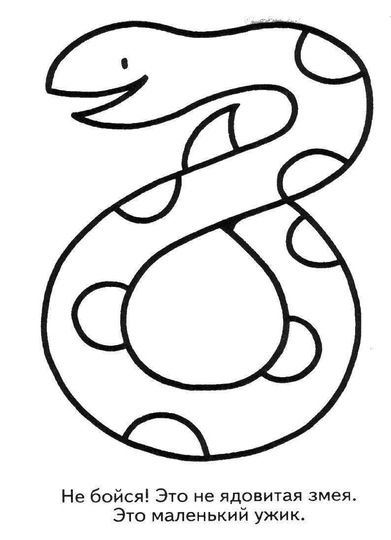 Раскраски змея  Добрая змея - ужик