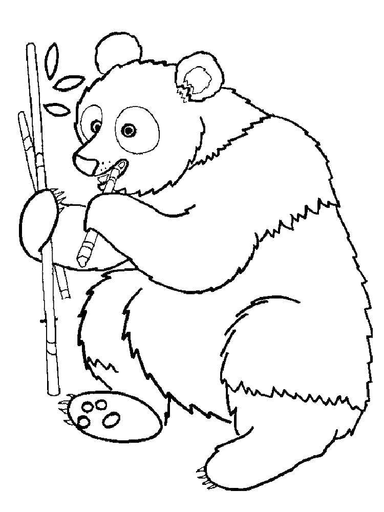 Раскраски панда  Панда очень любит бамбук