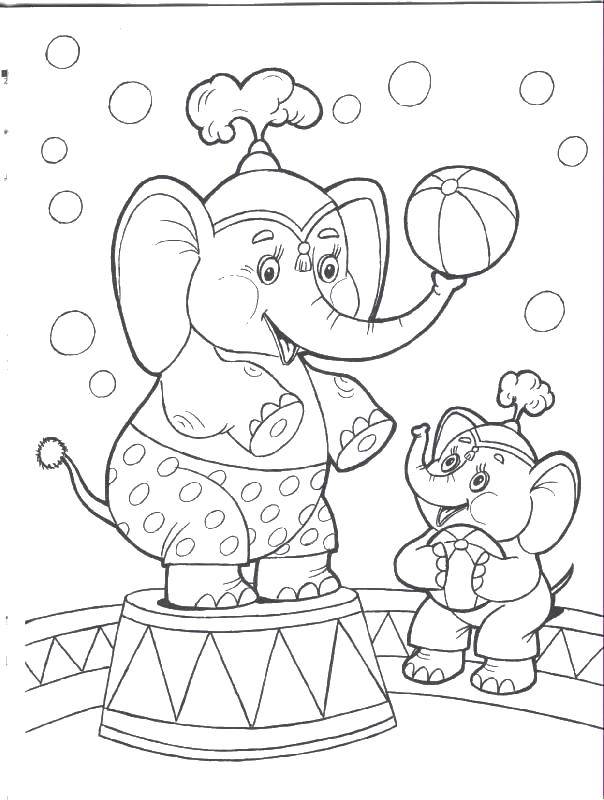  Слоны в цирке