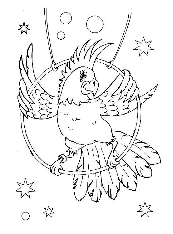 Раскраска попугай  Цирковой попугай
