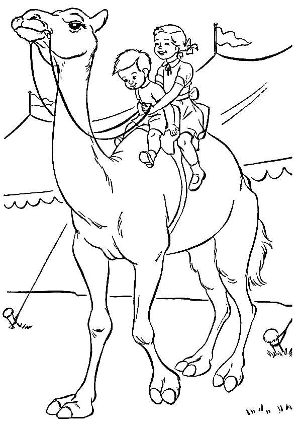   Цирковой верблюд