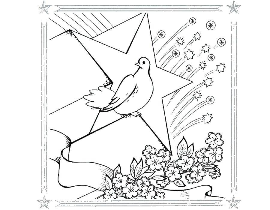 Раскраски с птицей голубь  Голубь и звезда