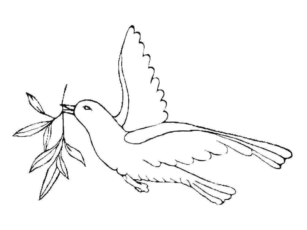 Раскраски с птицей голубь  Листочки в клюве