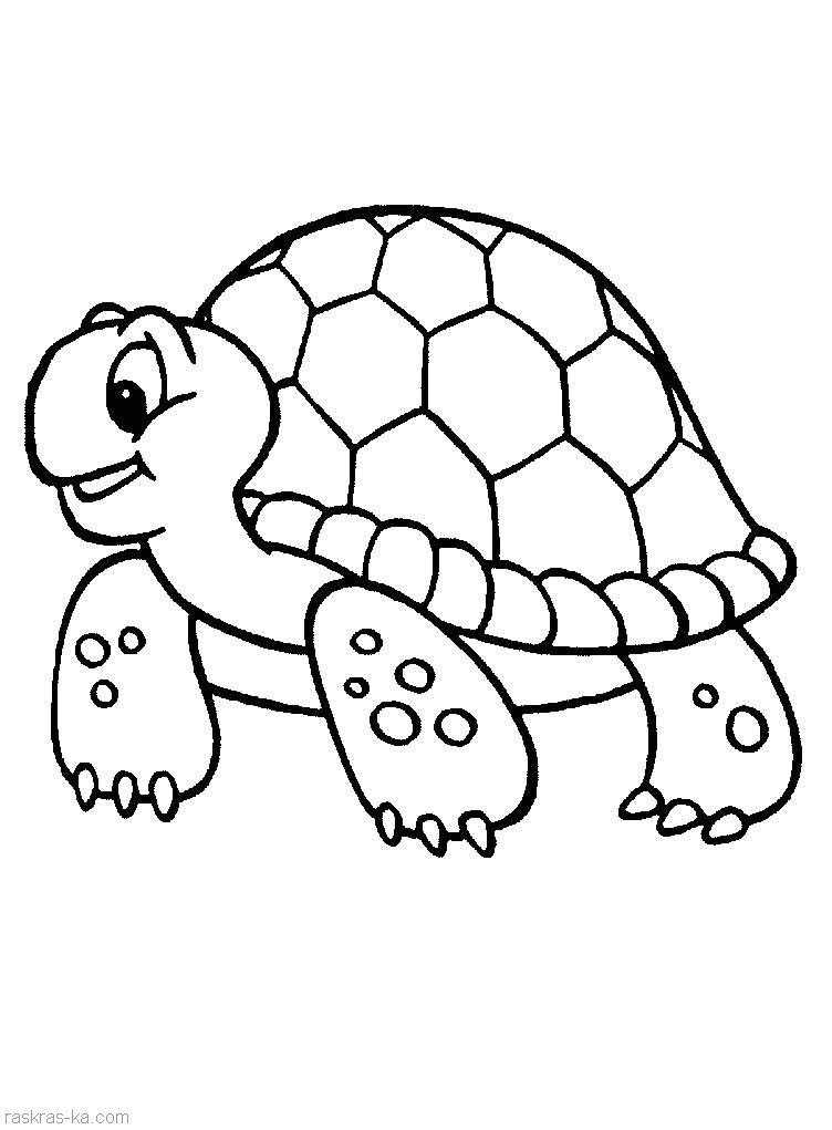 Раскраски черепаха  Рисунок черепахи