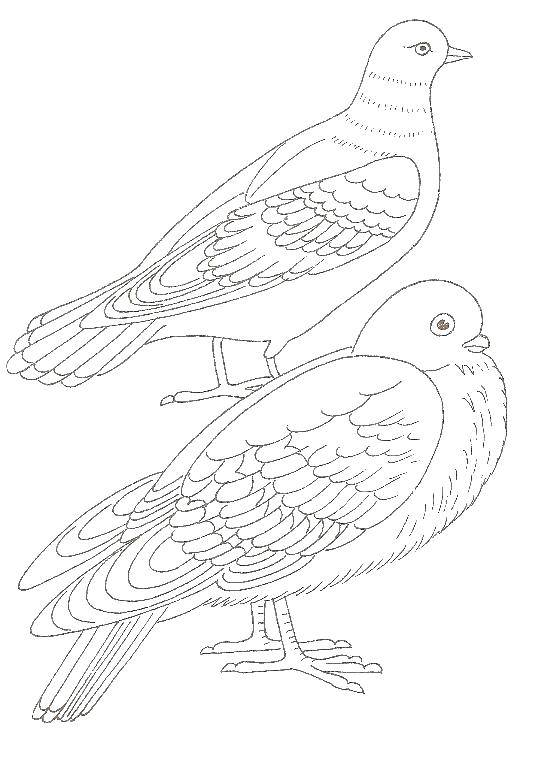 Раскраски с птицей голубь  Два голубка