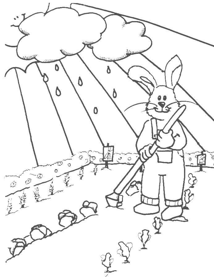 Раскраски зайцы, зайчиха, зайчонок  Заяц высаживает капусту