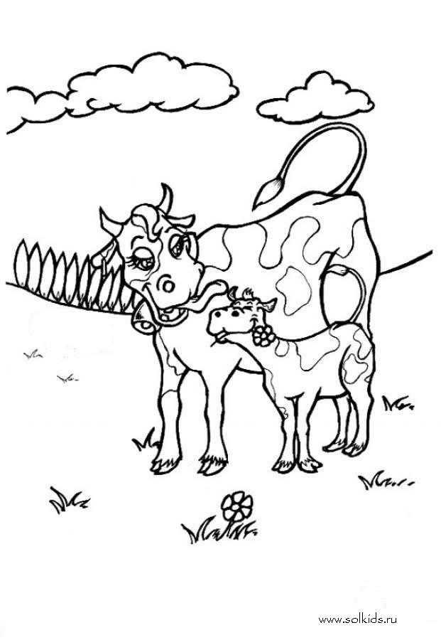 Раскраски домашняя корова  Рисунок  коровы и бычка