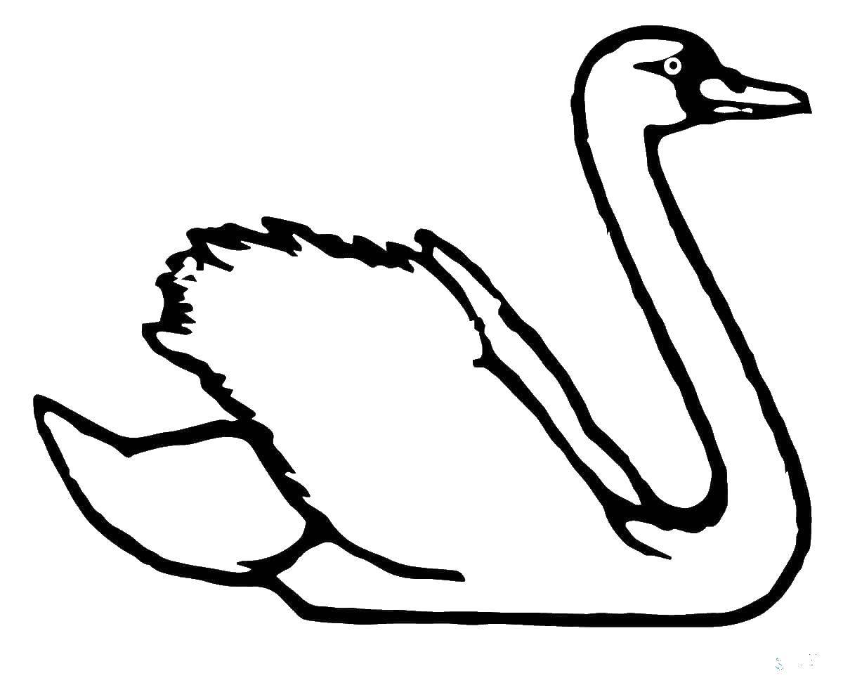 Раскраска лебедь  Белый лебедь