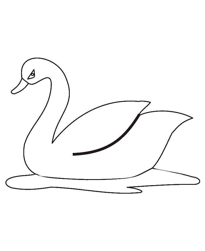 Раскраска лебедь  Лебедь на воде