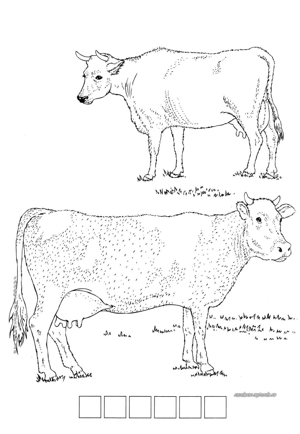 Раскраски домашняя корова  Коровки