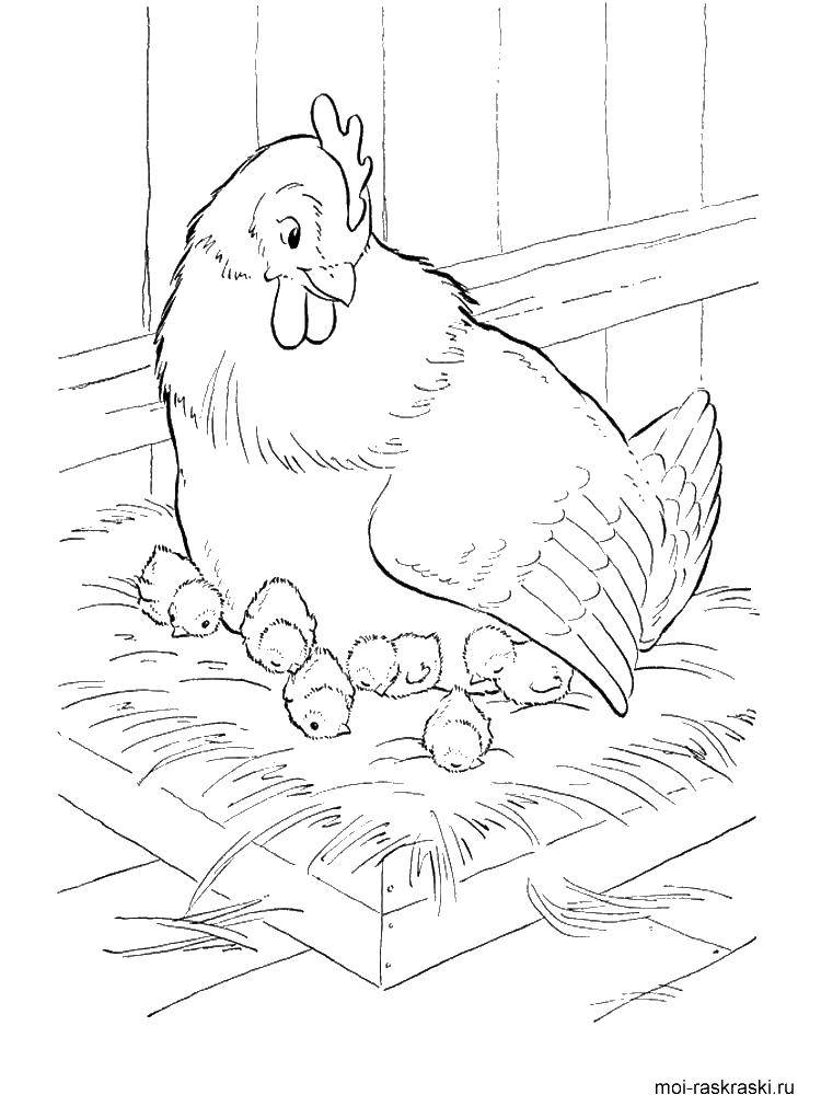  Курица с цыплятами