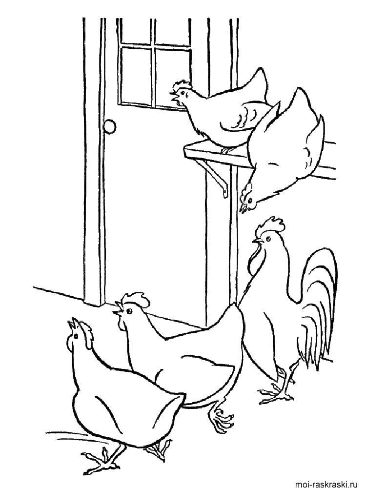   Курицы в курятнике