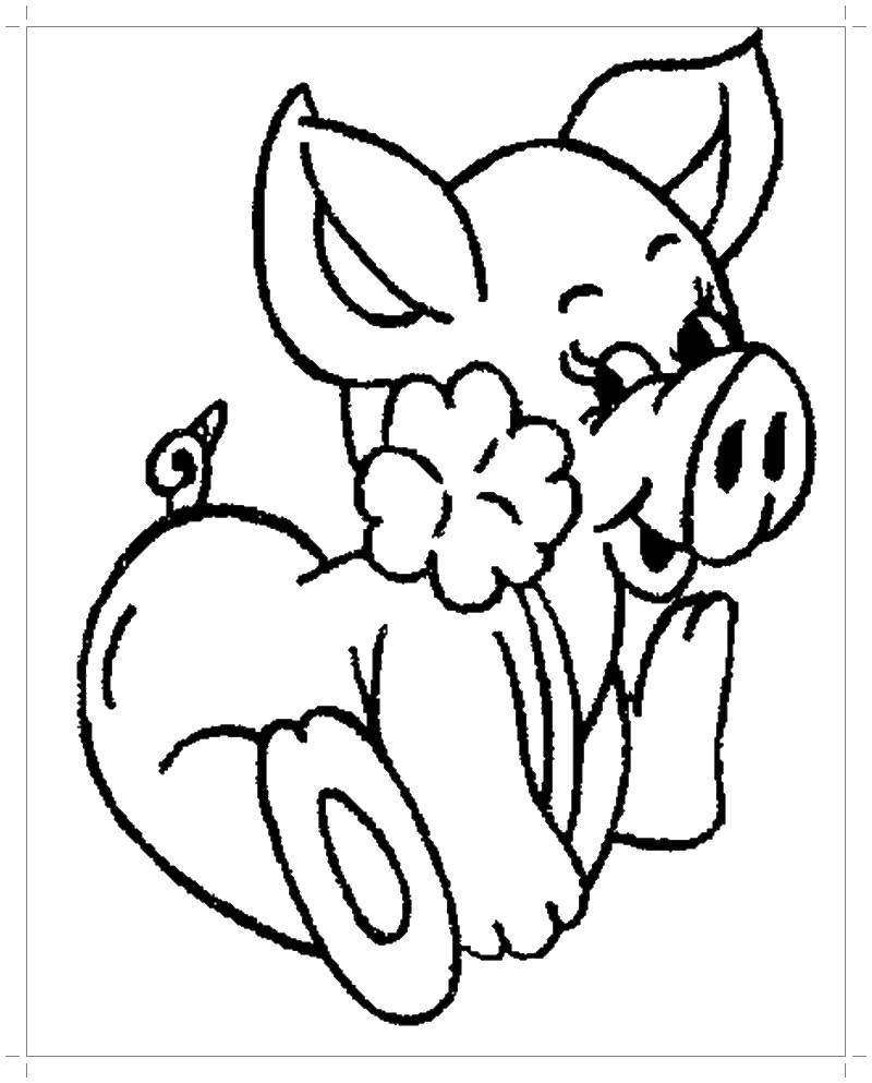   Свинка с цветочком