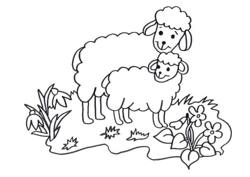 Раскраски овечки, бараны, ягнята  Мама овечка с барашком
