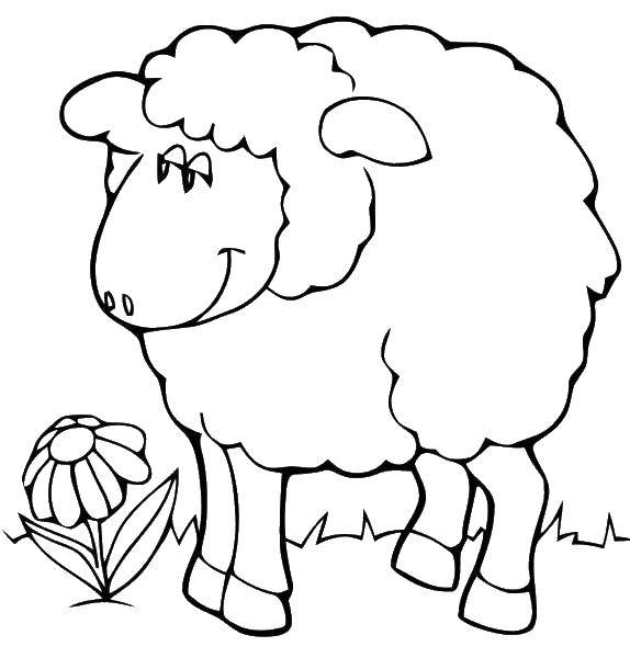 Раскраски овечки, бараны, ягнята  Овечка на лугу