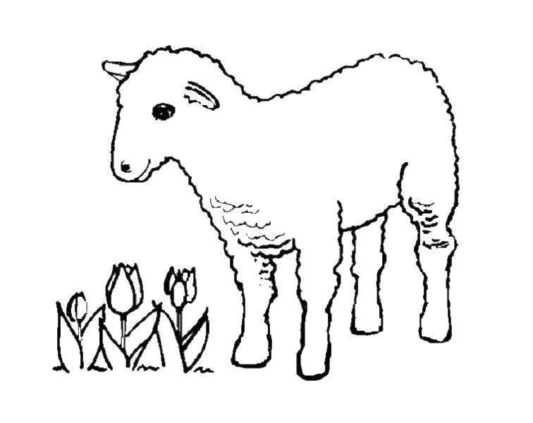 Раскраски ягнята, барашки, овца  Ягненок у тюльпанов
