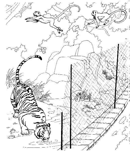   Тигр в зоопарке