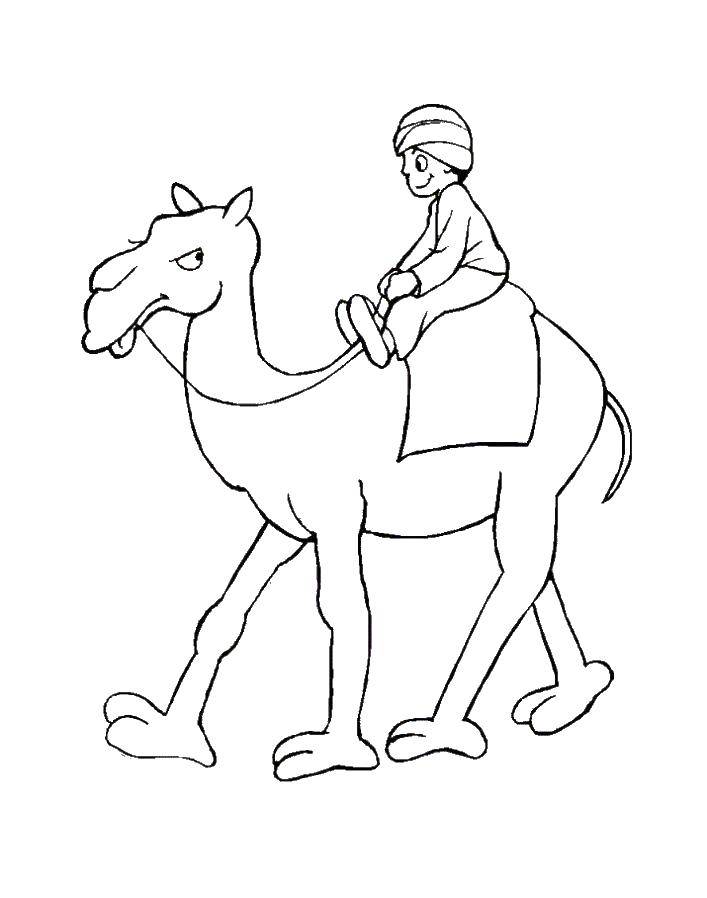  Мальчик на верблюде
