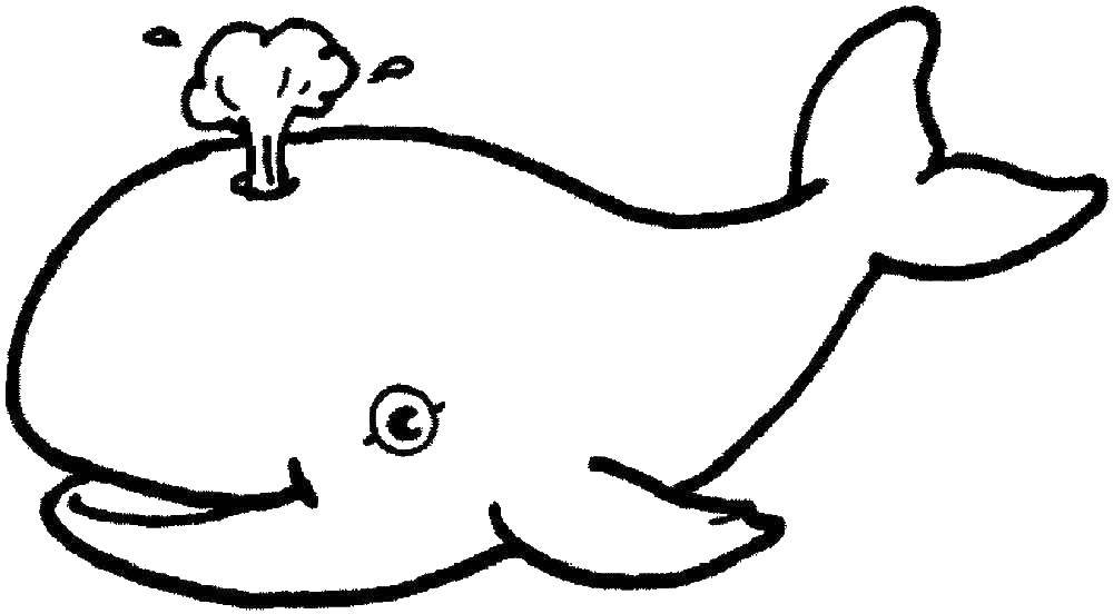 кит  Кит