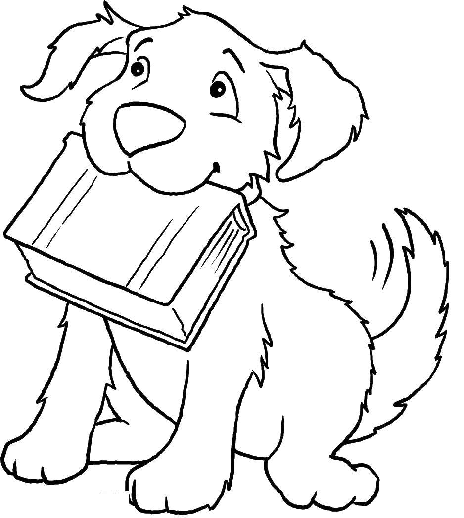   Собака с книгой