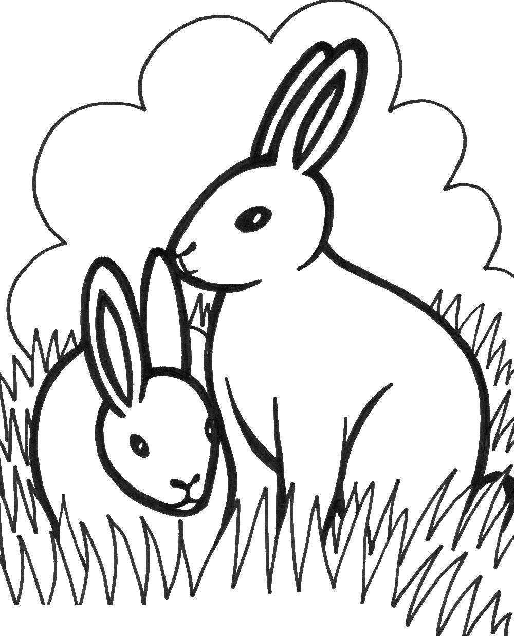   Два кролика в траве