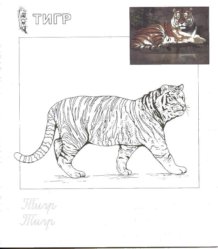   Тигр