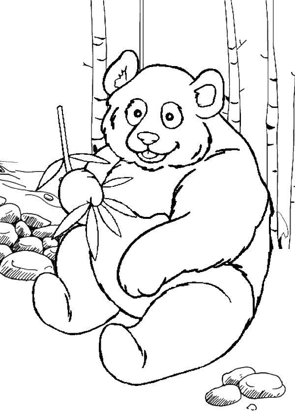 Раскраски панда  Панда ест бамбук