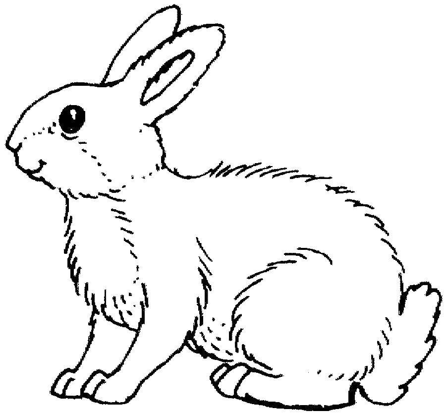 Раскраски зайцы, зайчиха, зайчонок  Пушистый заяц
