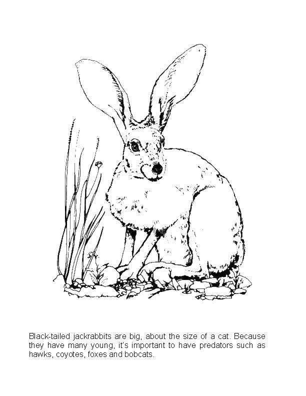   Кролик с большими ушками