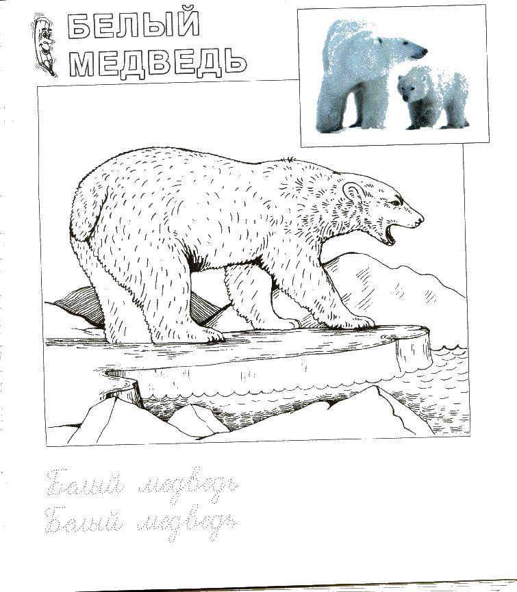 Раскраски медведь, медведица, медвежонок  Белый медведь