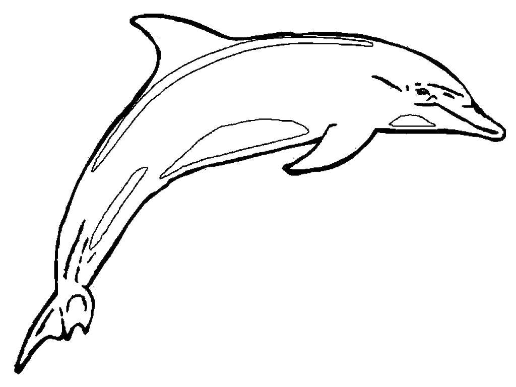   Блестящий дельфин