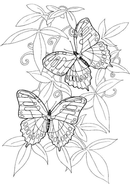   Две бабочки