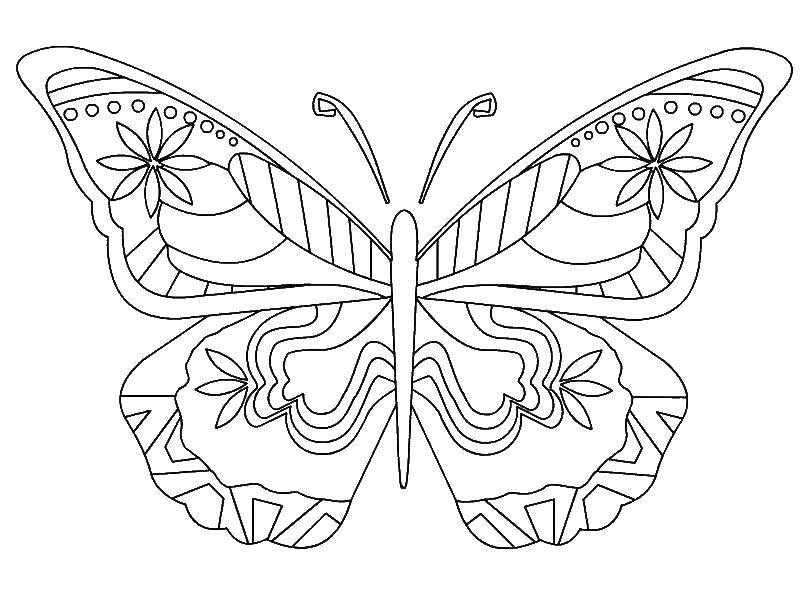   Узорчатые крылья бабочки