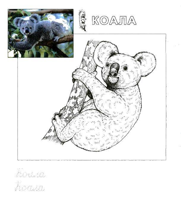Раскраски коала  Коала пропись