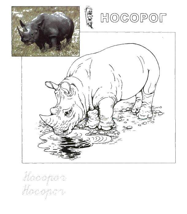 Раскраски носороги  Носорог пьет воду