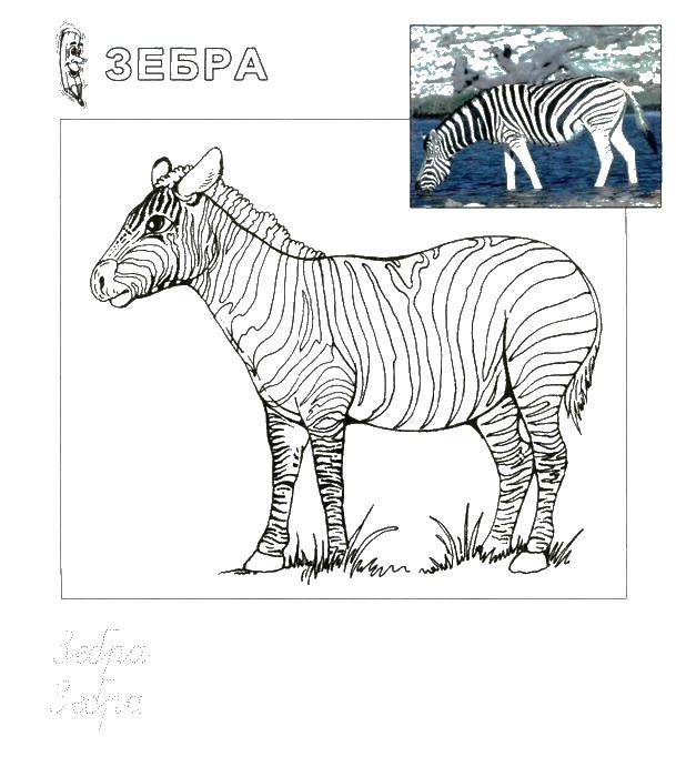 Раскраски зебры  Зебра пропись
