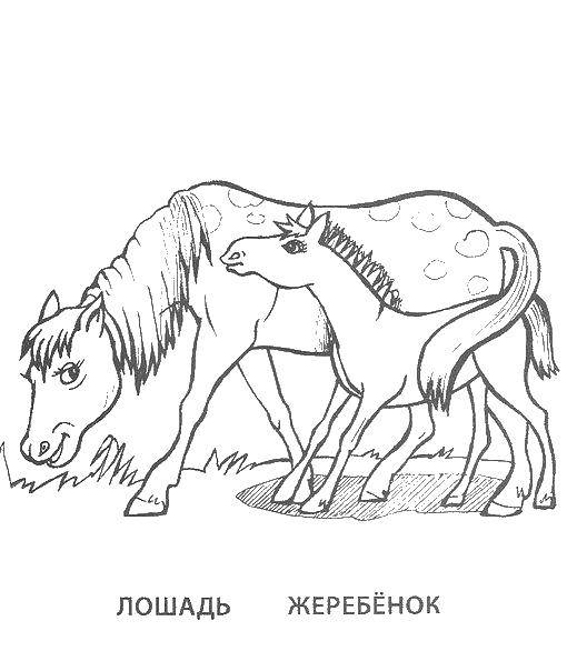   Лошадь и жеребенок