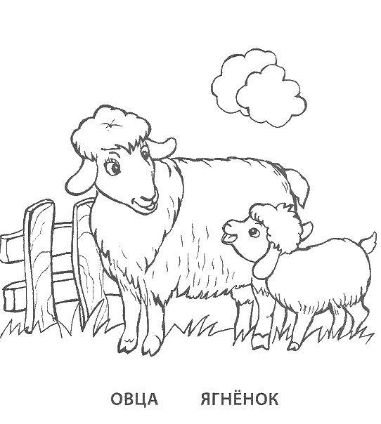   Овца и ягненок