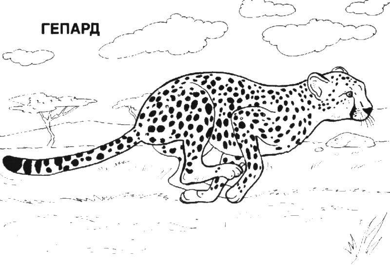 Раскраски гепарды  Гепард бежит