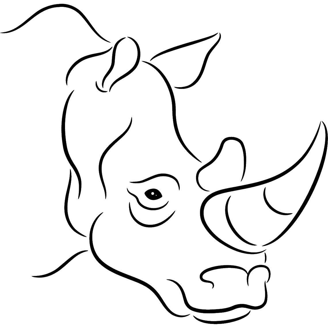 Раскраски носороги  Носорог