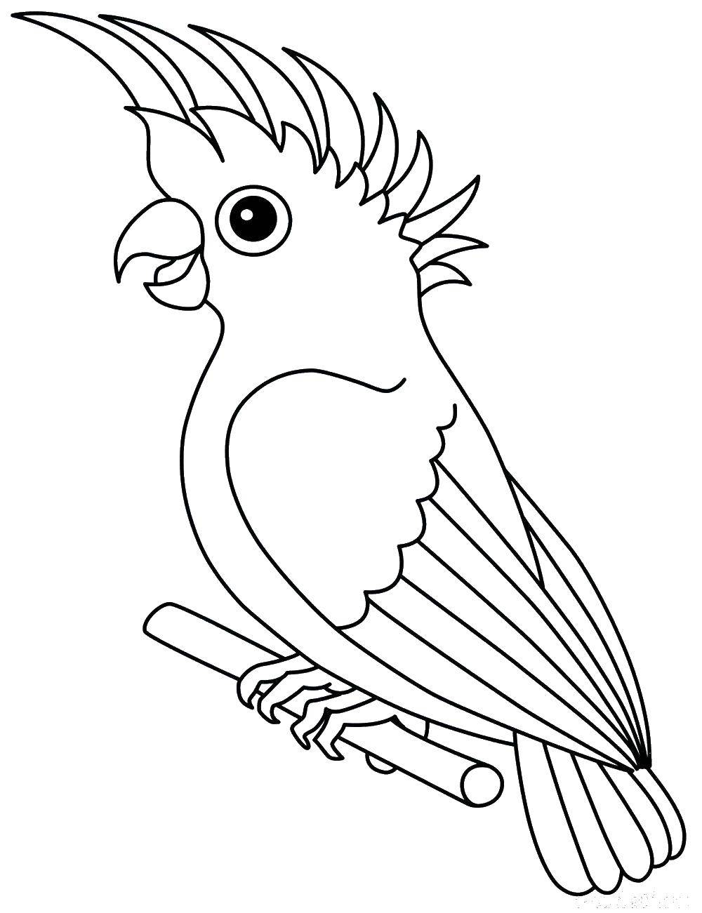 Раскраска попугай  Попугай сидит на ветке