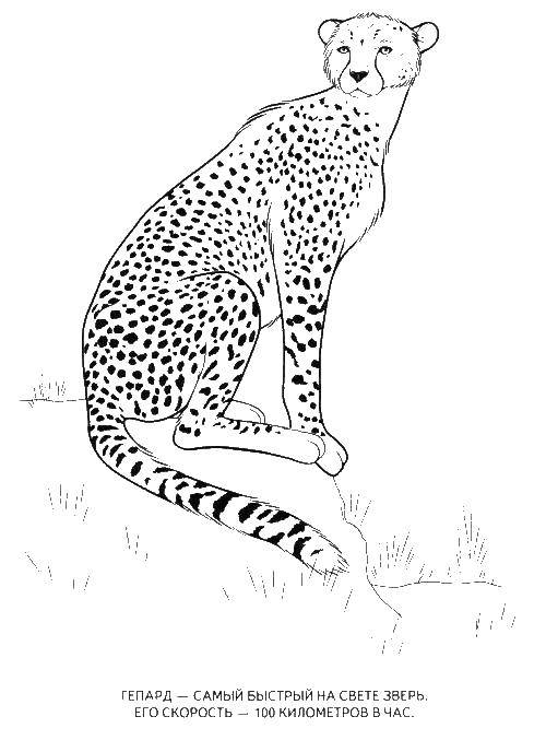 Раскраски гепарды  Гепард