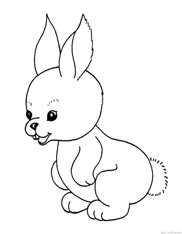  Кролик с хвостиком