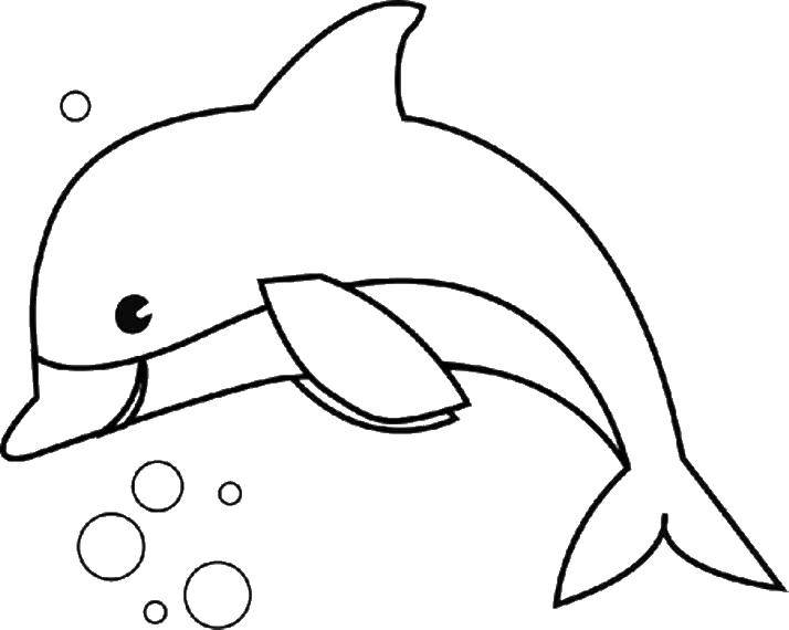   Дельфин и пузыри