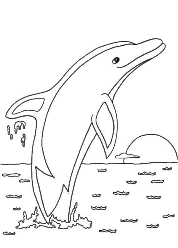   Дельфин в воде